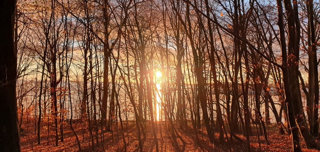 Wald erleben mit allen Sinnen