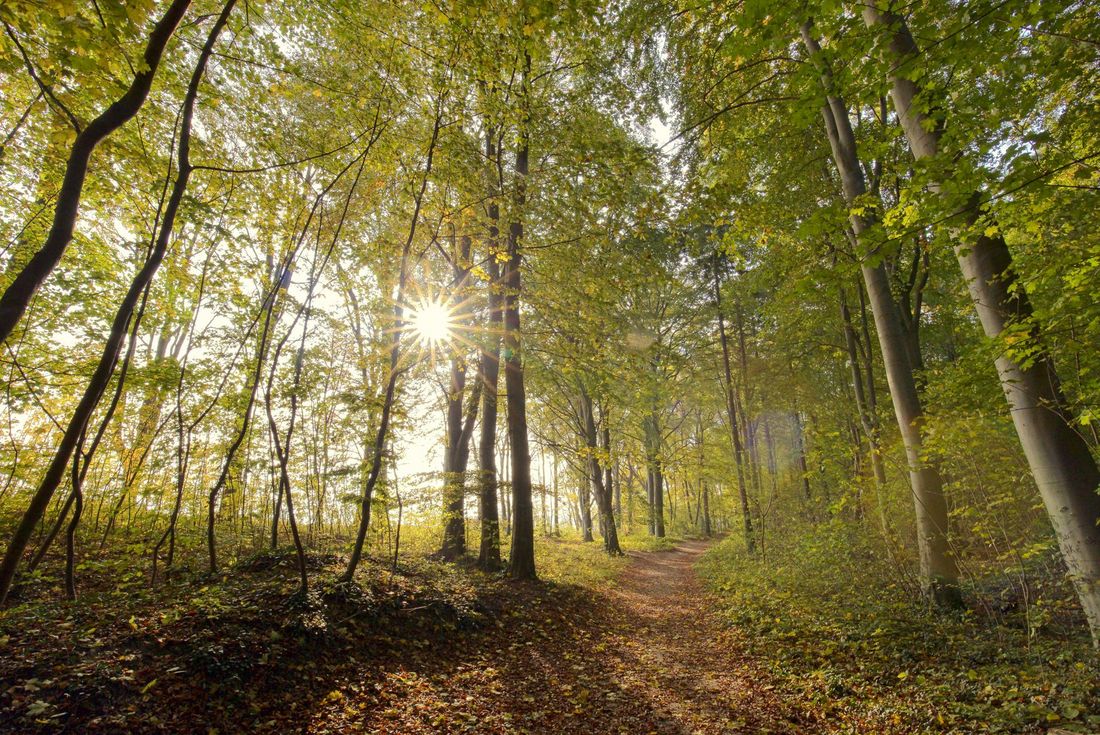 Wald erleben mit allen Sinnen