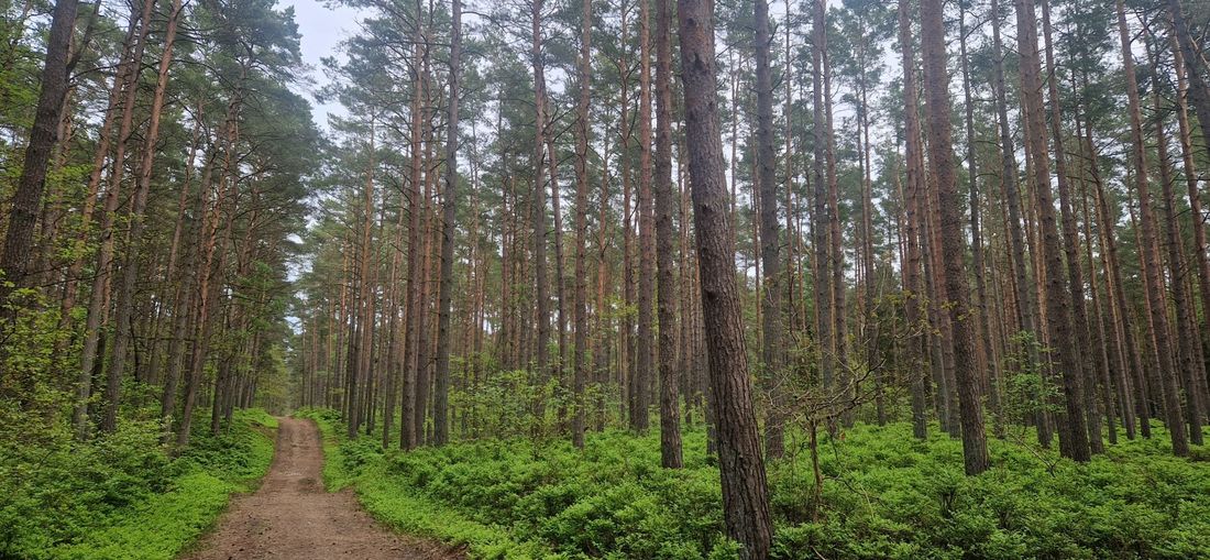 Baaber Heide – Blaubeermund & Heidekraut